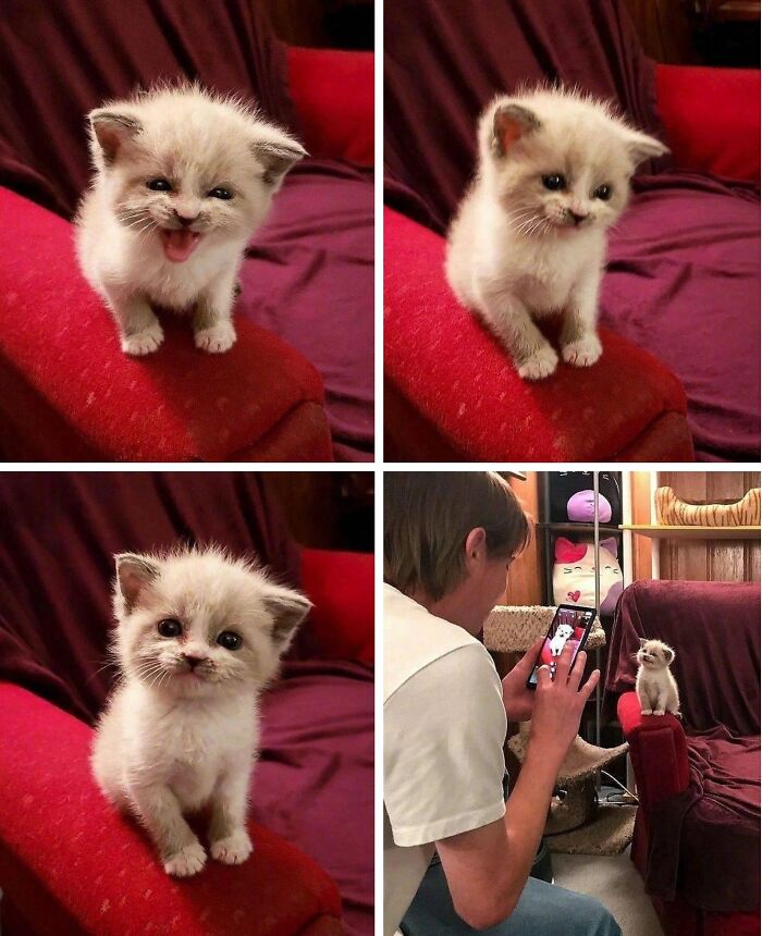 A collage shows a fluffy cream-colored kitten posing with different funny expressions on a red chair while a person crouches nearby, photographing the tiny feline during an adorable photo session.