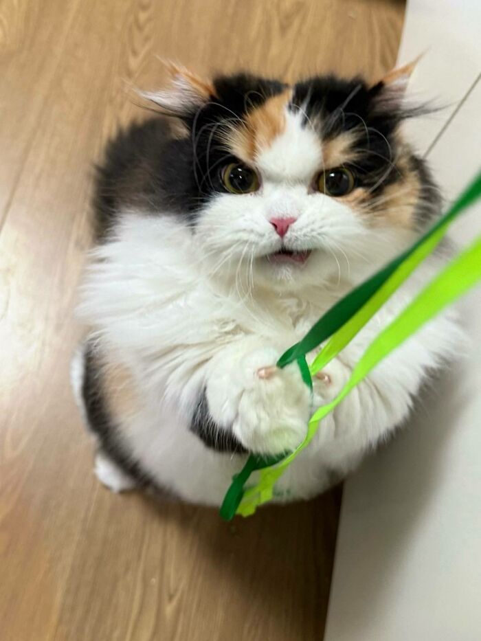 A fluffy calico cat with wide eyes reaches up to grab a dangling green ribbon toy, looking intensely focused and adorably determined while standing on a wooden floor.