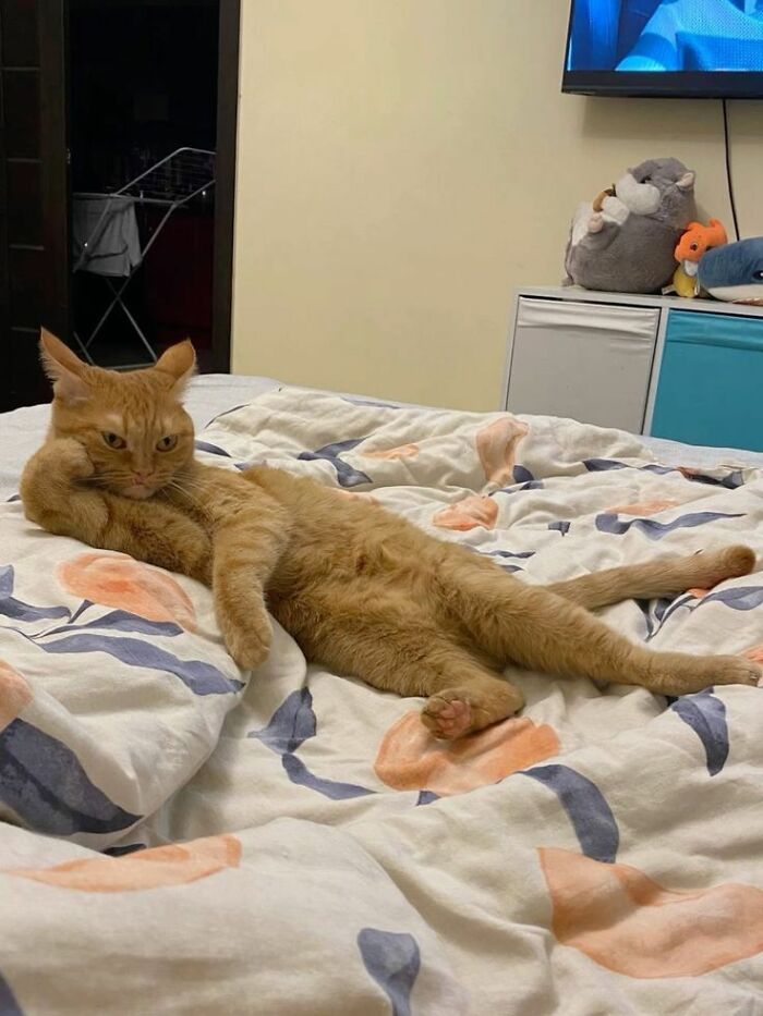 An orange tabby cat lounges across a bed in a hilariously relaxed human-like pose, leaning against a pillow with stretched legs while confidently claiming the entire bed as its kingdom.