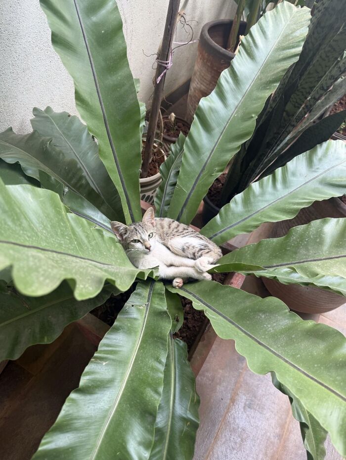 A gray tabby cat lounges comfortably in the center of a large bird's nest fern, using the broad green leaves like a natural hammock among several potted plants.