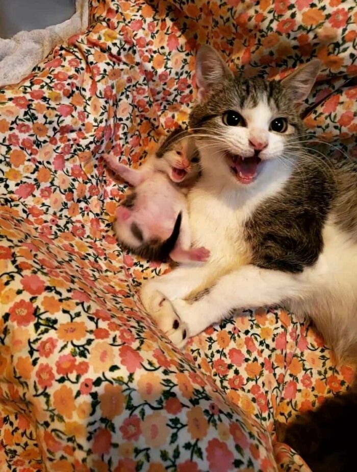 A mother cat and her tiny newborn kitten lie together on a colorful floral blanket, both appearing to yawn or meow at the same time with matching wide-open mouths and adorable expressions.