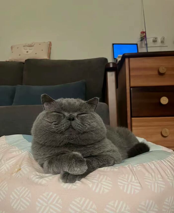A chubby gray British Shorthair cat sits on a soft cushion with its paws neatly crossed and eyes closed, looking peaceful and meditative in a cozy living room.