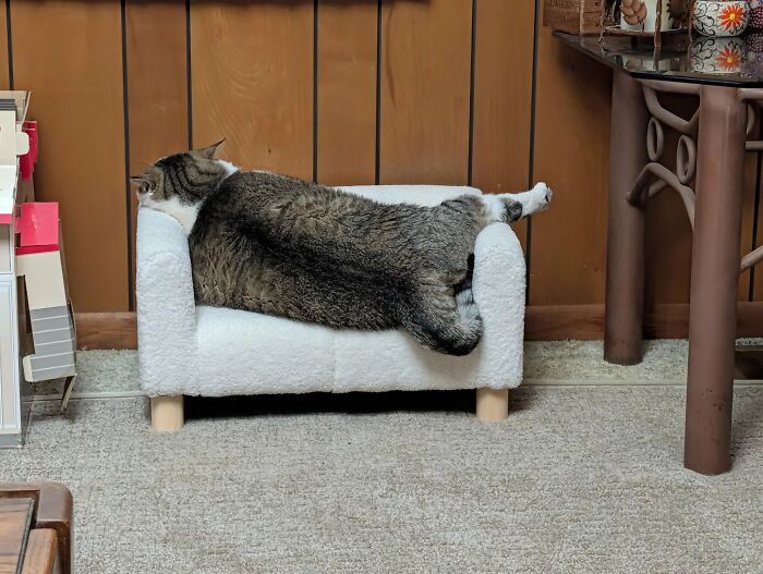 A chunky tabby cat sprawls across a small white pet armchair, overflowing the sides with one back leg hanging out in a hilariously relaxed lounging position.