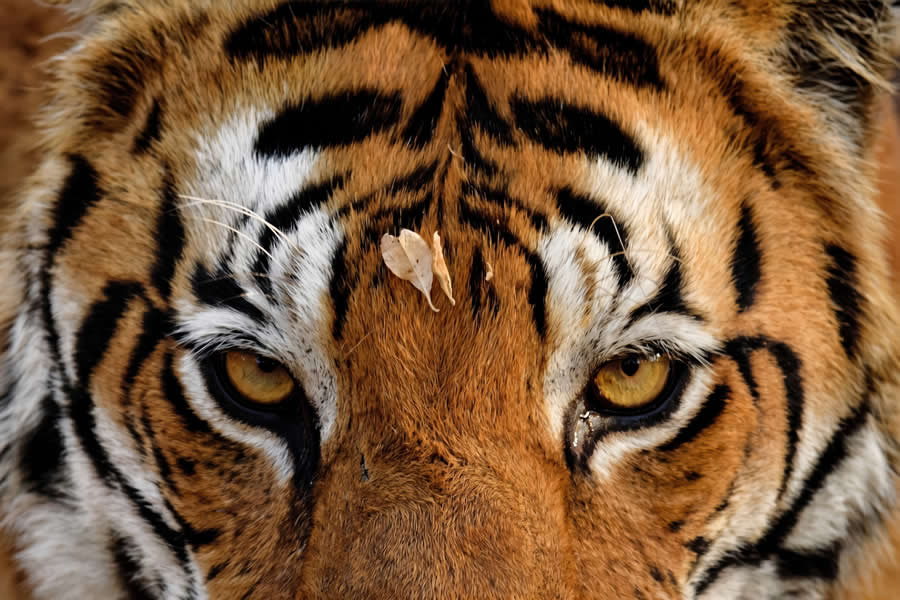 A 20-Year Legacy: 35 Award-Winning Wildlife Photos by Kallol Mukherjee That Tell Nature's Deepest Stories 40 Wildlife Photography by Kallol Mukherjee