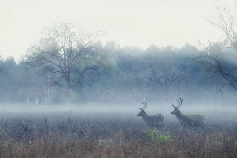 A 20-Year Legacy: 35 Award-Winning Wildlife Photos by Kallol Mukherjee That Tell Nature's Deepest Stories 50 Wildlife Photography by Kallol Mukherjee