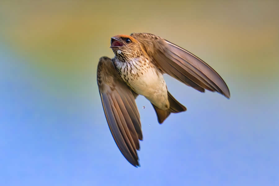 A 20-Year Legacy: 35 Award-Winning Wildlife Photos by Kallol Mukherjee That Tell Nature's Deepest Stories 51 Wildlife Photography by Kallol Mukherjee