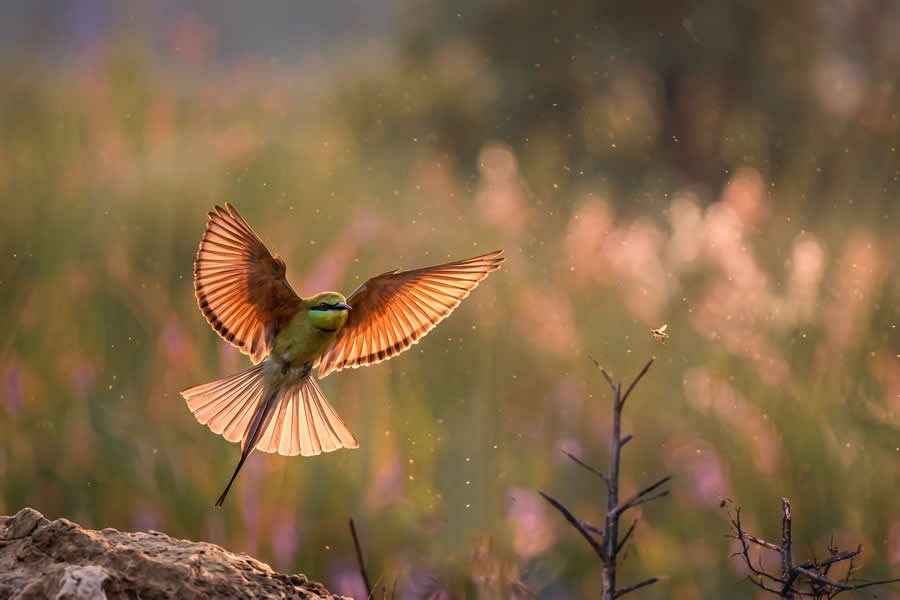 A 20-Year Legacy: 35 Award-Winning Wildlife Photos by Kallol Mukherjee That Tell Nature's Deepest Stories 52 Wildlife Photography by Kallol Mukherjee