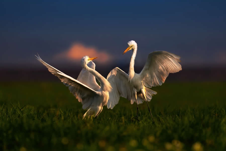 A 20-Year Legacy: 35 Award-Winning Wildlife Photos by Kallol Mukherjee That Tell Nature's Deepest Stories 53 Wildlife Photography by Kallol Mukherjee