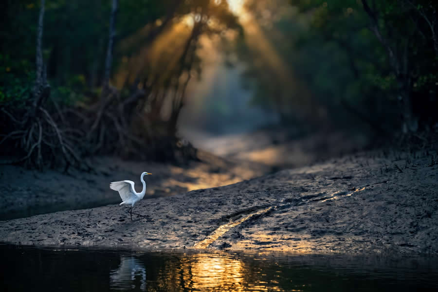 A 20-Year Legacy: 35 Award-Winning Wildlife Photos by Kallol Mukherjee That Tell Nature's Deepest Stories 54 Wildlife Photography by Kallol Mukherjee