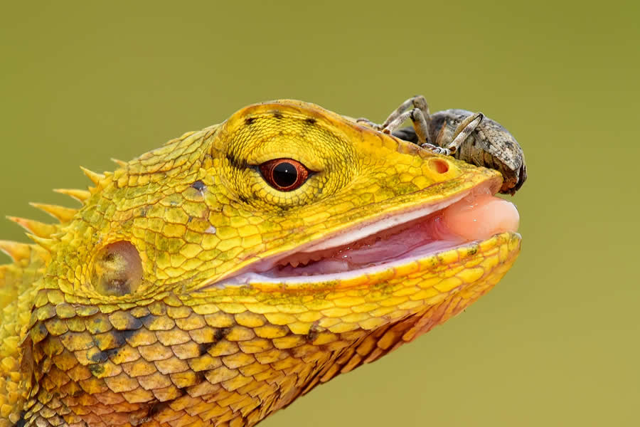 A 20-Year Legacy: 35 Award-Winning Wildlife Photos by Kallol Mukherjee That Tell Nature's Deepest Stories 55 Wildlife Photography by Kallol Mukherjee