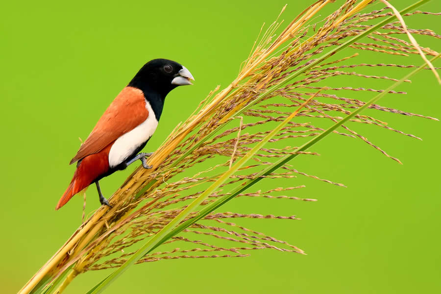 A 20-Year Legacy: 35 Award-Winning Wildlife Photos by Kallol Mukherjee That Tell Nature's Deepest Stories 56 Wildlife Photography by Kallol Mukherjee