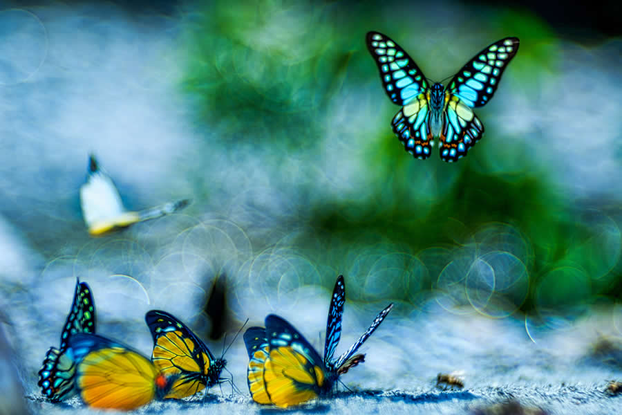 A 20-Year Legacy: 35 Award-Winning Wildlife Photos by Kallol Mukherjee That Tell Nature's Deepest Stories 41 Wildlife Photography by Kallol Mukherjee