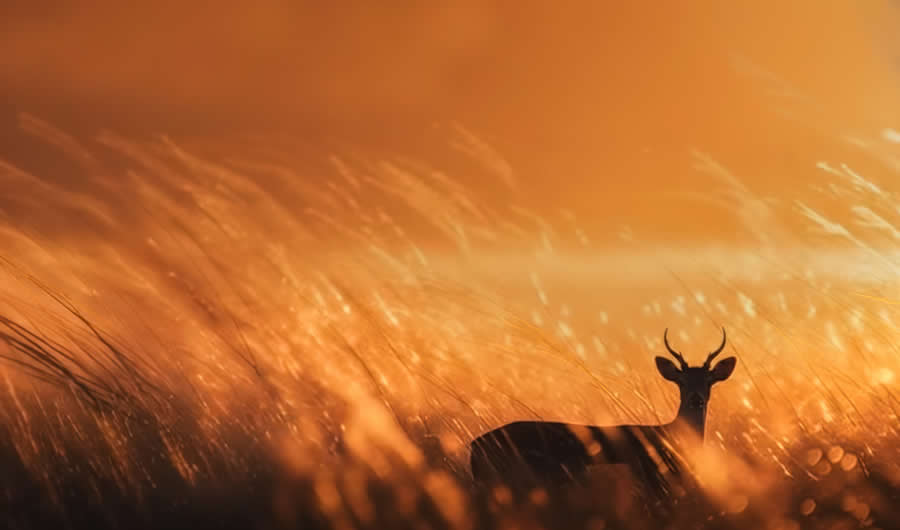 A 20-Year Legacy: 35 Award-Winning Wildlife Photos by Kallol Mukherjee That Tell Nature's Deepest Stories 59 Wildlife Photography by Kallol Mukherjee