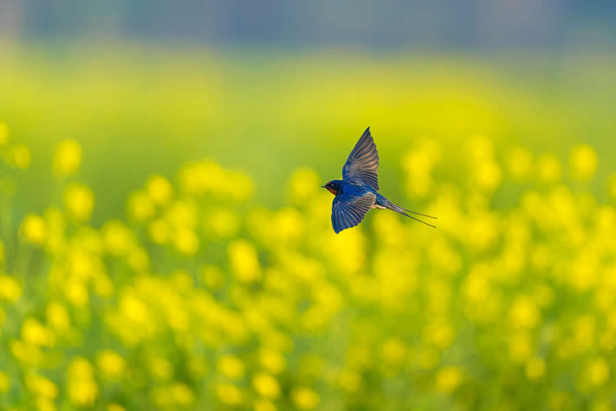 A 20-Year Legacy: 35 Award-Winning Wildlife Photos by Kallol Mukherjee That Tell Nature's Deepest Stories 60 Wildlife Photography by Kallol Mukherjee