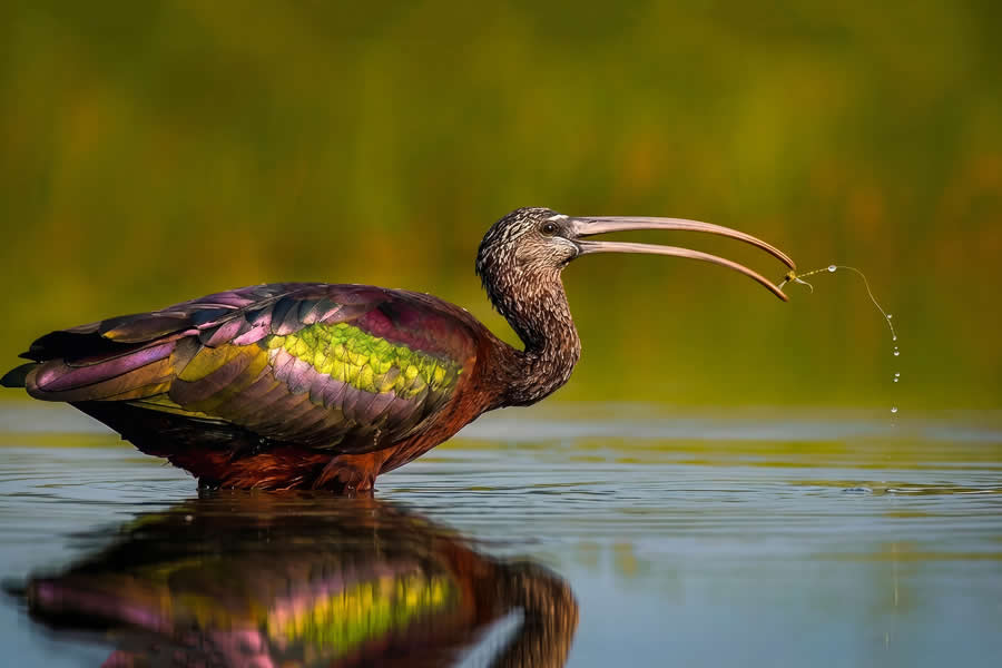 A 20-Year Legacy: 35 Award-Winning Wildlife Photos by Kallol Mukherjee That Tell Nature's Deepest Stories 61 Wildlife Photography by Kallol Mukherjee