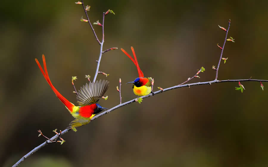A 20-Year Legacy: 35 Award-Winning Wildlife Photos by Kallol Mukherjee That Tell Nature's Deepest Stories 62 Wildlife Photography by Kallol Mukherjee