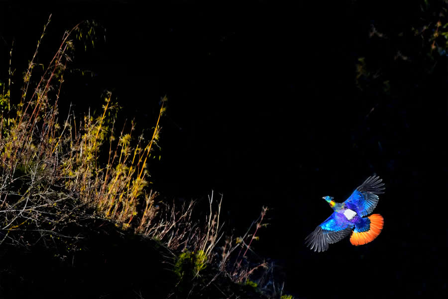 A 20-Year Legacy: 35 Award-Winning Wildlife Photos by Kallol Mukherjee That Tell Nature's Deepest Stories 63 Wildlife Photography by Kallol Mukherjee