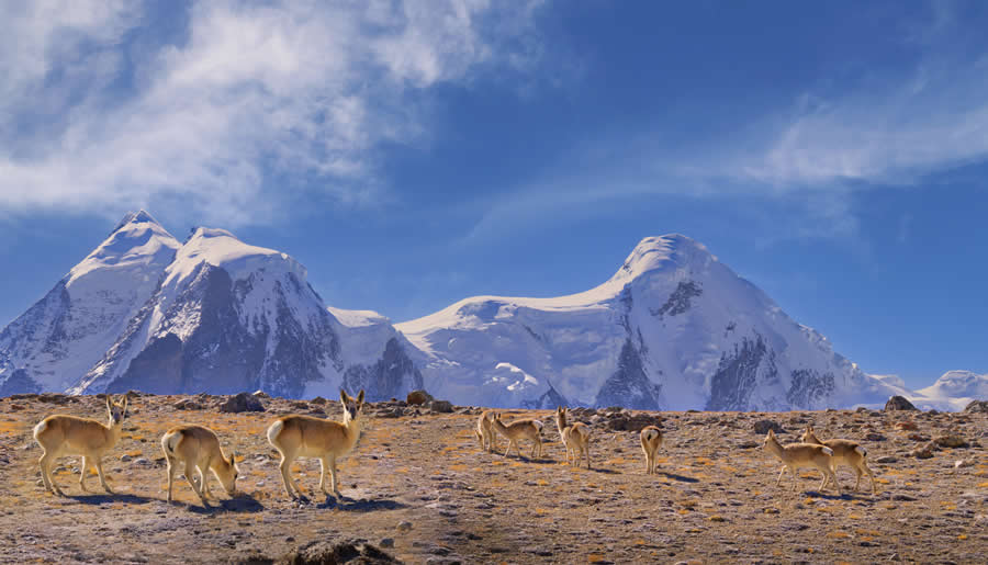 A 20-Year Legacy: 35 Award-Winning Wildlife Photos by Kallol Mukherjee That Tell Nature's Deepest Stories 64 Wildlife Photography by Kallol Mukherjee