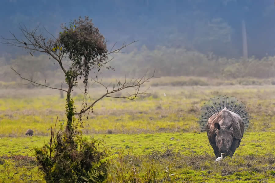 A 20-Year Legacy: 35 Award-Winning Wildlife Photos by Kallol Mukherjee That Tell Nature's Deepest Stories 66 Wildlife Photography by Kallol Mukherjee