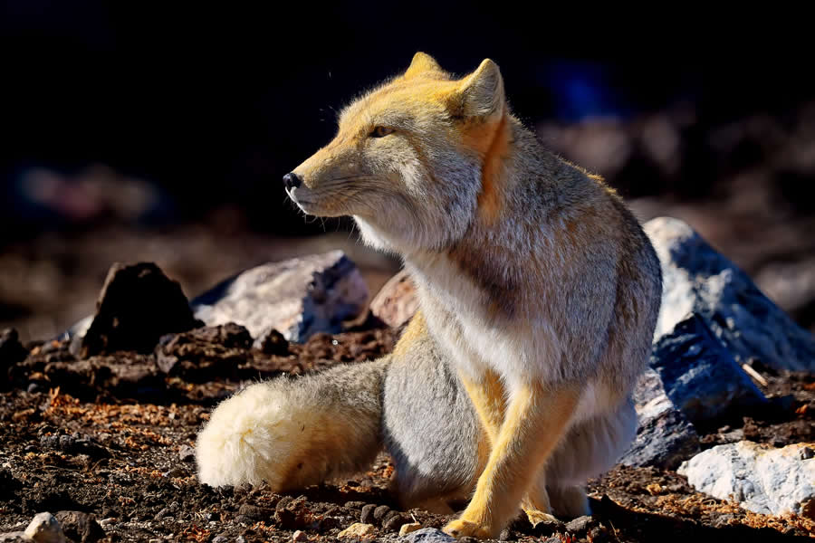 A 20-Year Legacy: 35 Award-Winning Wildlife Photos by Kallol Mukherjee That Tell Nature's Deepest Stories 67 Wildlife Photography by Kallol Mukherjee