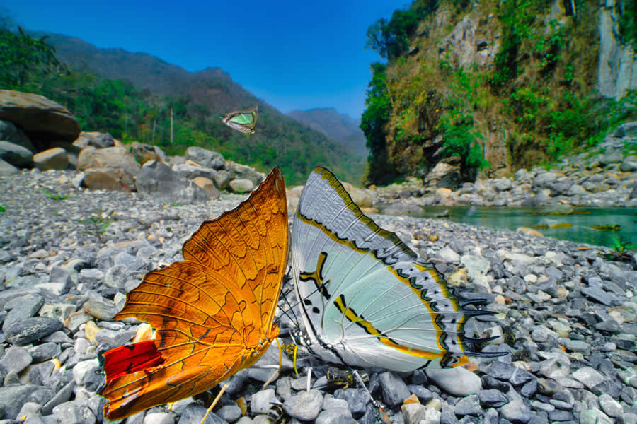 A 20-Year Legacy: 35 Award-Winning Wildlife Photos by Kallol Mukherjee That Tell Nature's Deepest Stories 68 Wildlife Photography by Kallol Mukherjee