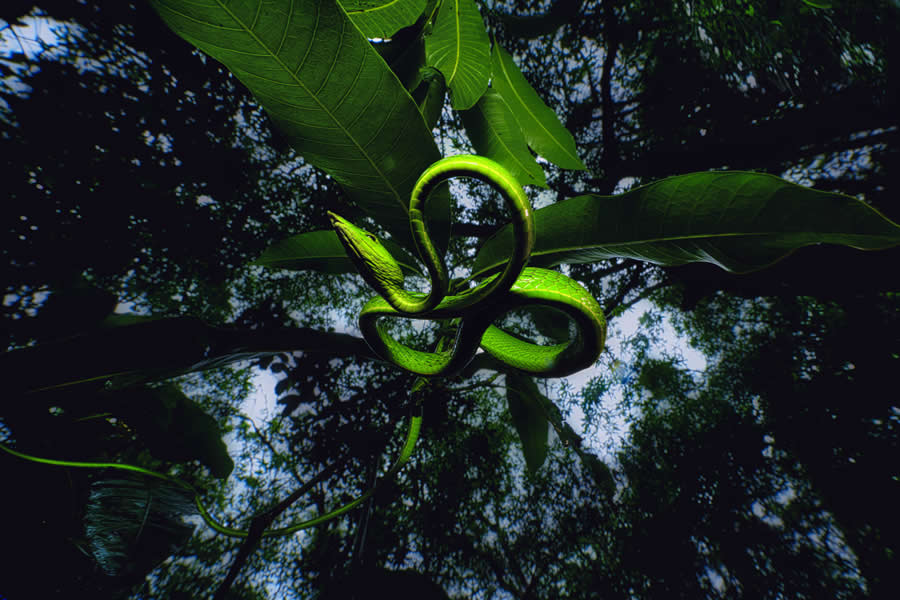 A 20-Year Legacy: 35 Award-Winning Wildlife Photos by Kallol Mukherjee That Tell Nature's Deepest Stories 42 Wildlife Photography by Kallol Mukherjee