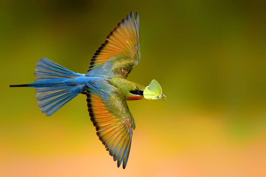 A 20-Year Legacy: 35 Award-Winning Wildlife Photos by Kallol Mukherjee That Tell Nature's Deepest Stories 69 Wildlife Photography by Kallol Mukherjee
