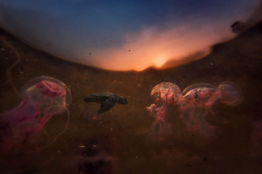 A 20-Year Legacy: 35 Award-Winning Wildlife Photos by Kallol Mukherjee That Tell Nature's Deepest Stories 70 Wildlife Photography by Kallol Mukherjee