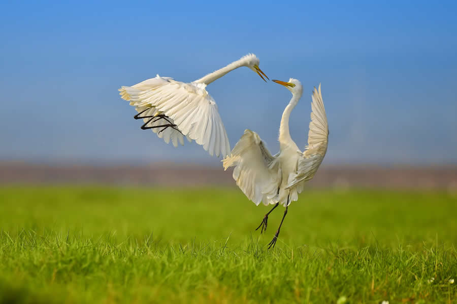 A 20-Year Legacy: 35 Award-Winning Wildlife Photos by Kallol Mukherjee That Tell Nature's Deepest Stories 72 Wildlife Photography by Kallol Mukherjee