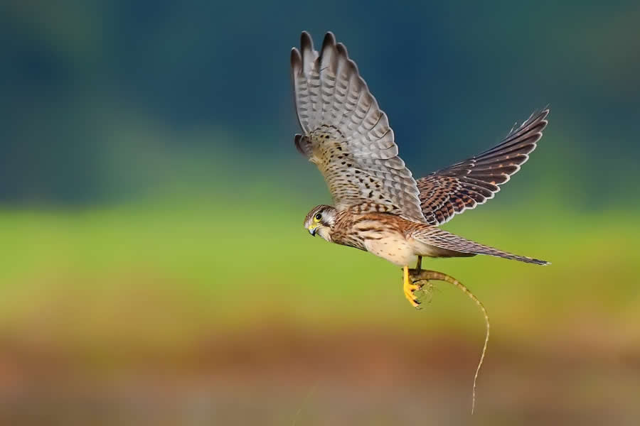 A 20-Year Legacy: 35 Award-Winning Wildlife Photos by Kallol Mukherjee That Tell Nature's Deepest Stories 73 Wildlife Photography by Kallol Mukherjee