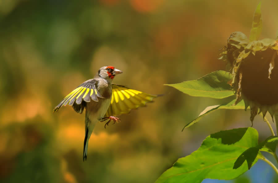 A 20-Year Legacy: 35 Award-Winning Wildlife Photos by Kallol Mukherjee That Tell Nature's Deepest Stories 74 Wildlife Photography by Kallol Mukherjee
