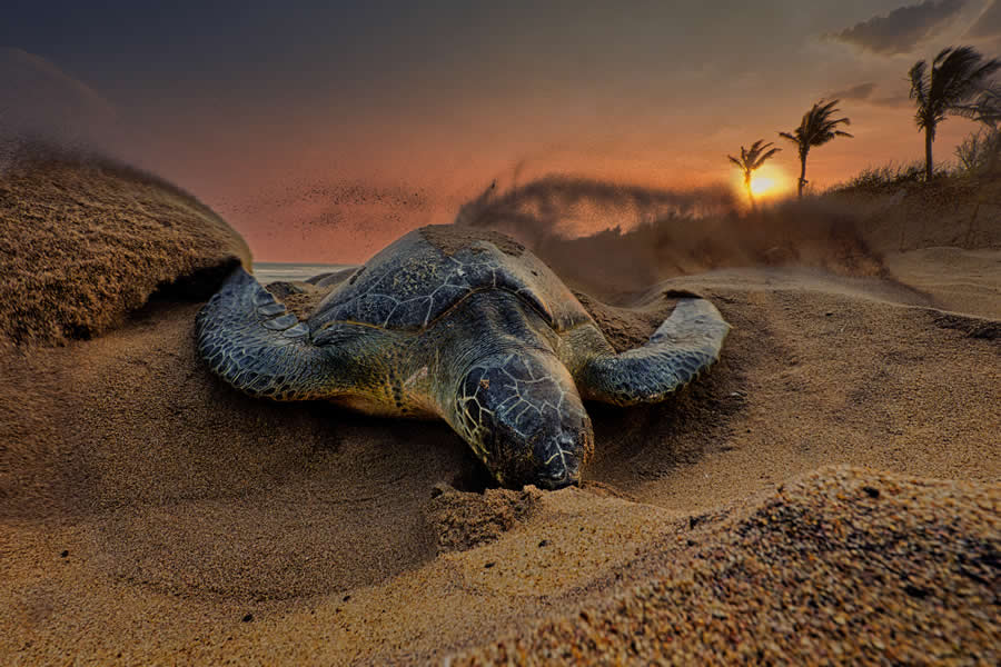 A 20-Year Legacy: 35 Award-Winning Wildlife Photos by Kallol Mukherjee That Tell Nature's Deepest Stories 43 Wildlife Photography by Kallol Mukherjee
