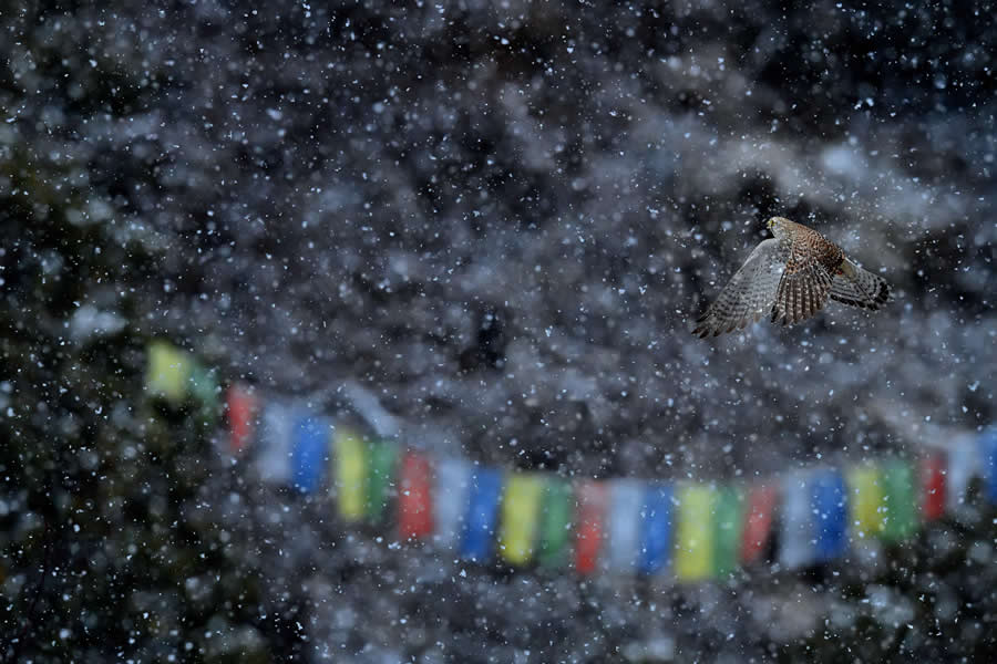 A 20-Year Legacy: 35 Award-Winning Wildlife Photos by Kallol Mukherjee That Tell Nature's Deepest Stories 44 Wildlife Photography by Kallol Mukherjee