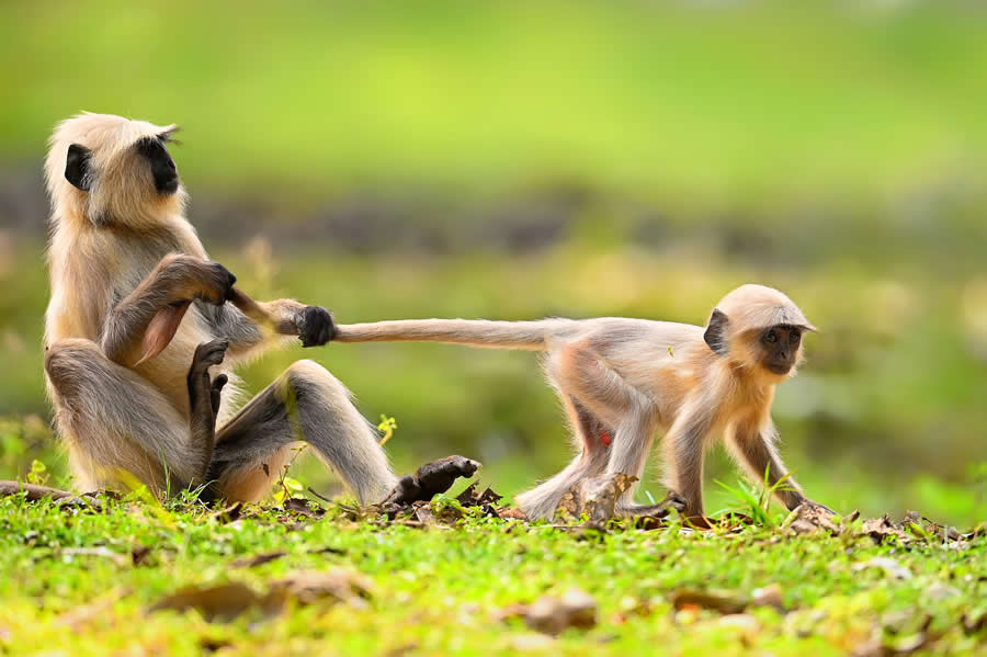 A 20-Year Legacy: 35 Award-Winning Wildlife Photos by Kallol Mukherjee That Tell Nature's Deepest Stories 45 Wildlife Photography by Kallol Mukherjee