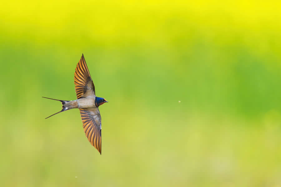 A 20-Year Legacy: 35 Award-Winning Wildlife Photos by Kallol Mukherjee That Tell Nature's Deepest Stories 46 Wildlife Photography by Kallol Mukherjee