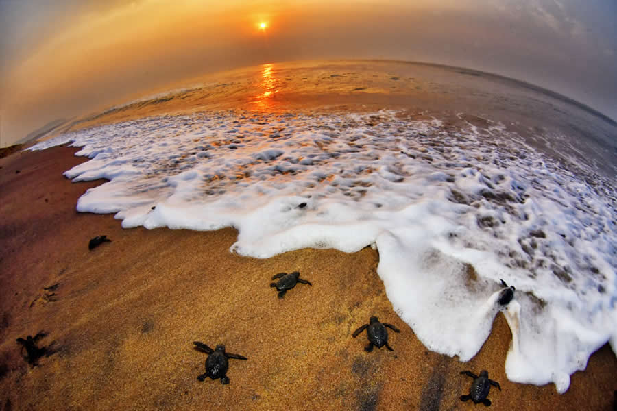 A 20-Year Legacy: 35 Award-Winning Wildlife Photos by Kallol Mukherjee That Tell Nature's Deepest Stories 48 Wildlife Photography by Kallol Mukherjee
