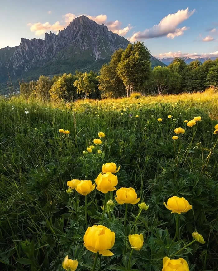 Bright yellow wildflowers fill a grassy meadow in the foreground, with trees and a jagged mountain rising in the background under a blue sky with soft clouds.