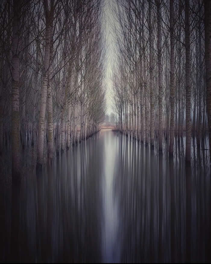 Rows of leafless trees stand in still floodwater, forming a symmetrical corridor with soft reflections and a pale opening of light in the distance.