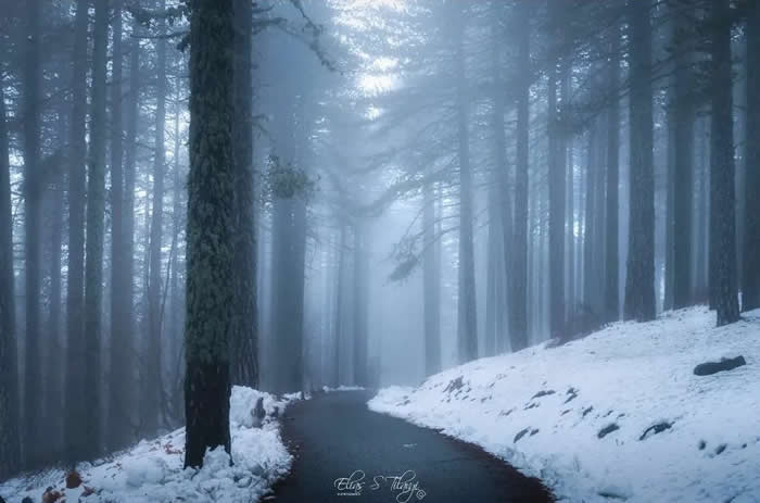 A narrow road winds through a snowy forest filled with tall pine trees, fading into blue-gray fog and soft winter light.