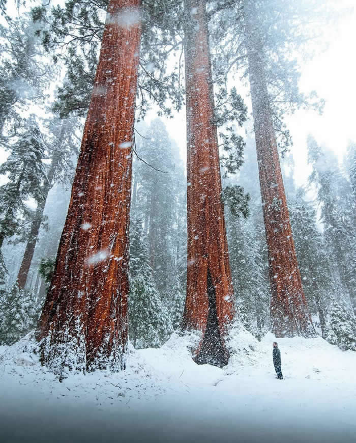 Massive redwood trees tower over a snowy forest during falling snow, with a lone person standing at the base of one trunk to show the immense scale.