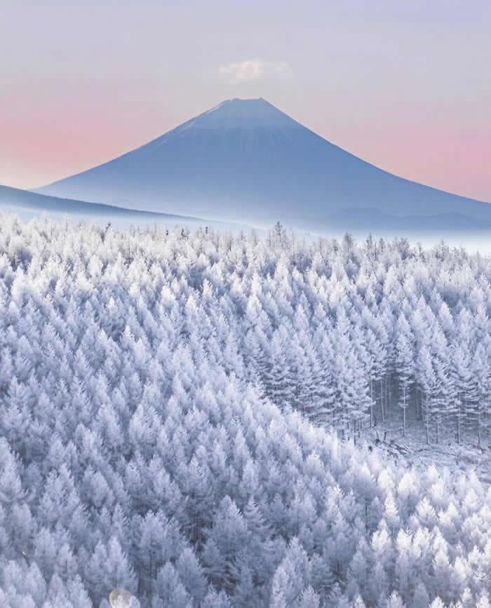 Mount Fuji rises in the distance above a vast snow-covered forest, with frosted white trees filling the foreground under a soft pink and pale blue winter sky.