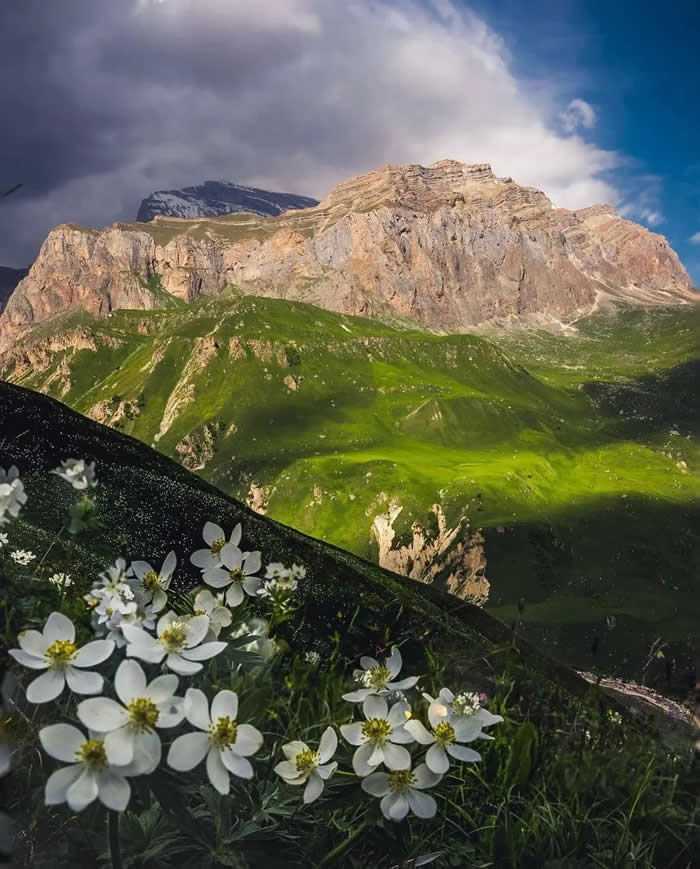 White wildflowers bloom in the foreground of a green mountain landscape, with dramatic rocky peaks rising in the background under a partly cloudy sky.