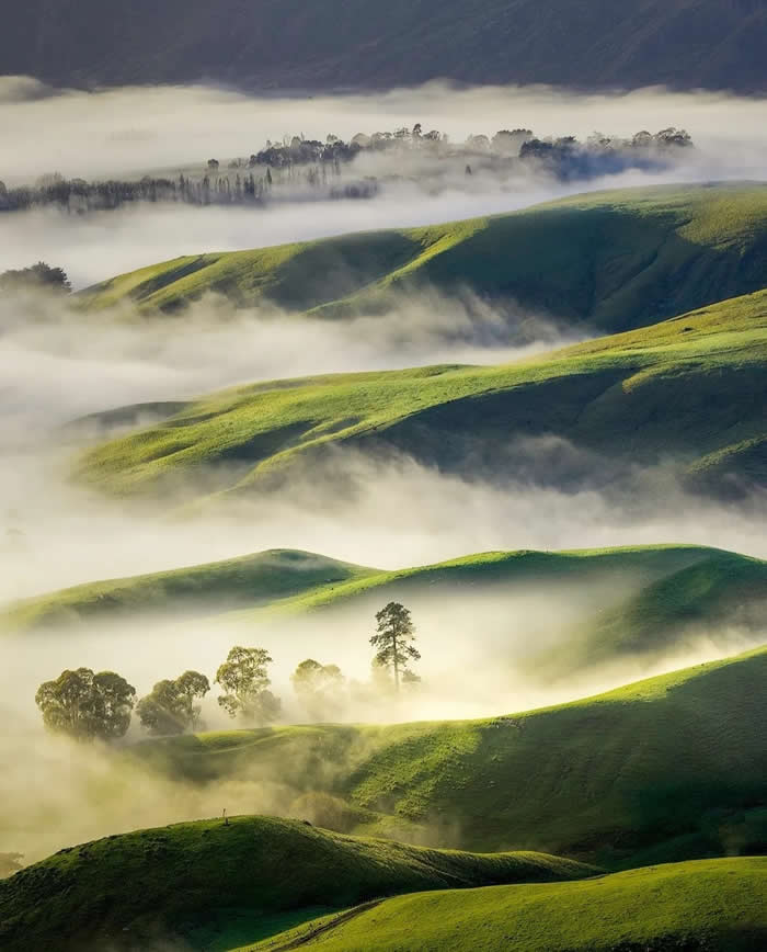 Soft mist drifts across rolling green hills with scattered trees, creating layered patterns and a dreamy landscape under gentle early light.