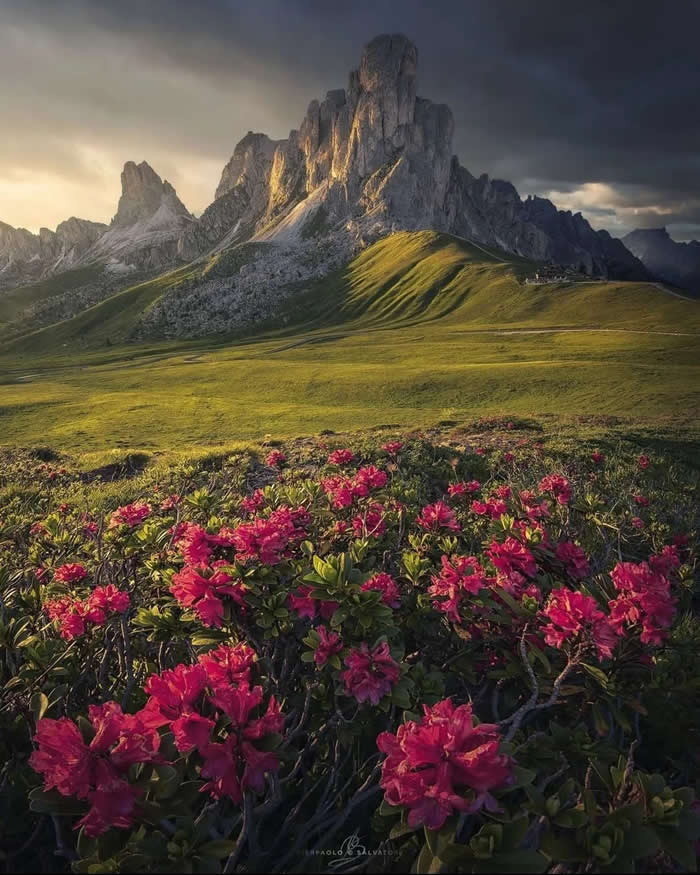 Bright pink alpine flowers cover the foreground of a grassy mountain meadow, with dramatic rocky peaks rising in warm light beneath a dark, stormy sky.