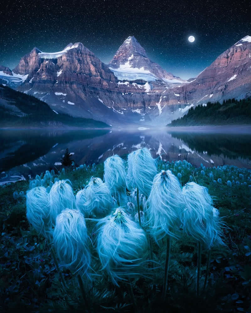 Blue Nights and Snowy Peaks: Cath Simard's 25 Dreamlike Landscapes of the Canadian Rockies 29 White alpine flowers glow in the foreground beneath a starry night sky, with snow-covered Canadian Rockies, a bright moon, misty lake reflections, and tranquil wilderness creating a magical landscape.