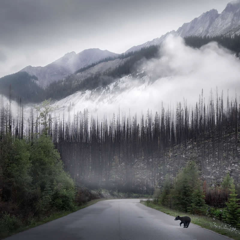 Blue Nights and Snowy Peaks: Cath Simard's 25 Dreamlike Landscapes of the Canadian Rockies 49 A black bear crosses a deserted mountain road surrounded by mist, burned forest, evergreen trees, and rugged peaks in the Canadian Rockies under an overcast sky.