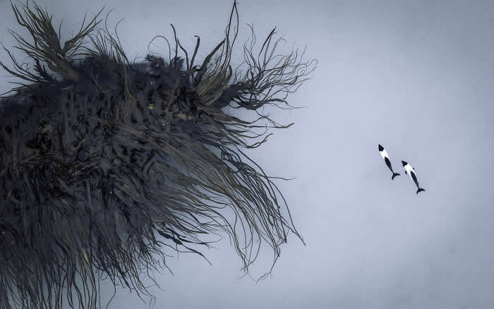 Commerson's Dolphin And Giant Kelp By Koki Shinoda - International Aerial Photographer of the Year 2026 Awards