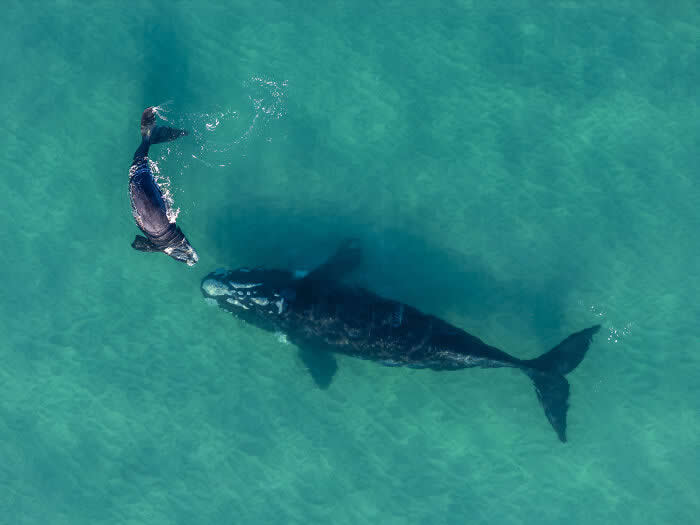 Southern Right Whale By Neil Vincent - International Aerial Photographer of the Year 2026 Awards