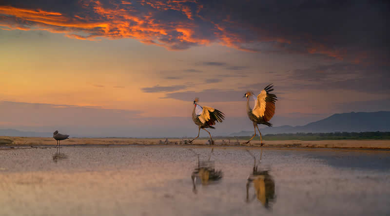2nd Place Winner: Morning Dance by Xuejun Long, China - Academy Photo Awards 2026 Bird Winners