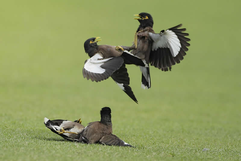 Birds or Boxers by Reaz Ahmed Sumon, Bangladesh - Academy Photo Awards 2026 Bird Winners